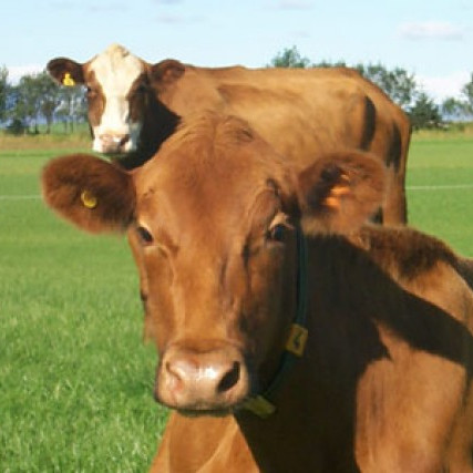 Verð á mjólk til bænda hækkar um 2,49 kr/l. þann 1. okt.