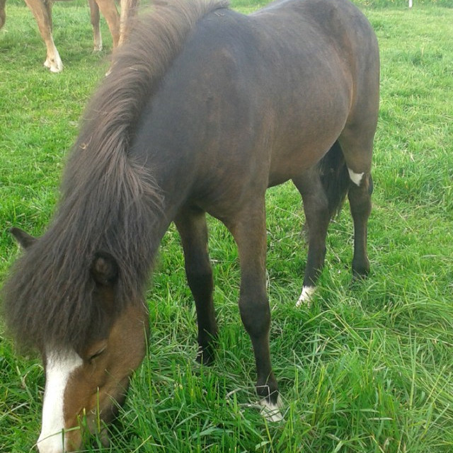 Hollaröð á yfirlitssýningu á Melgerðismelum föstudaginn 19. ágúst