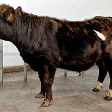 Skór 16030 frá Kjaransstöðum