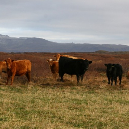 Léttur burður hjá dönskum Angus-kúm
