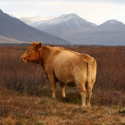 Til þátttakenda í nautakjötsverkefni RML