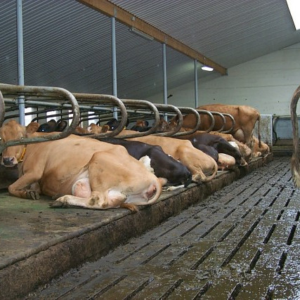 Greiðslumark mjólkur 2015 verður 140 milljónir lítra