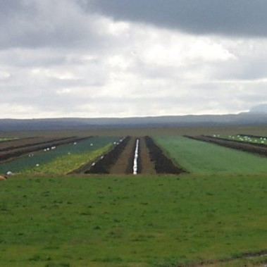 Opnað fyrir rafrænar umsóknir um jarðræktarstyrki