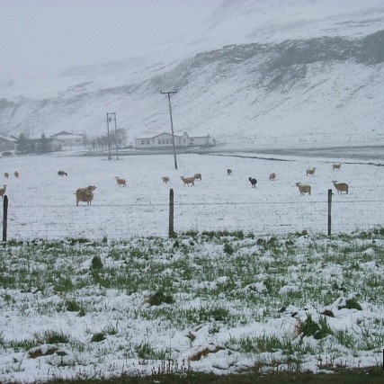 Sauðfjárbændur á tánum vegna slæmrar veðurspár