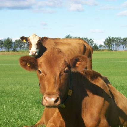 Ársuppgjör - niðurstöður skýrsluhaldsársins í mjólkurframleiðslunni 2014