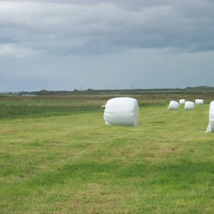 Nokkur orð um heysýni