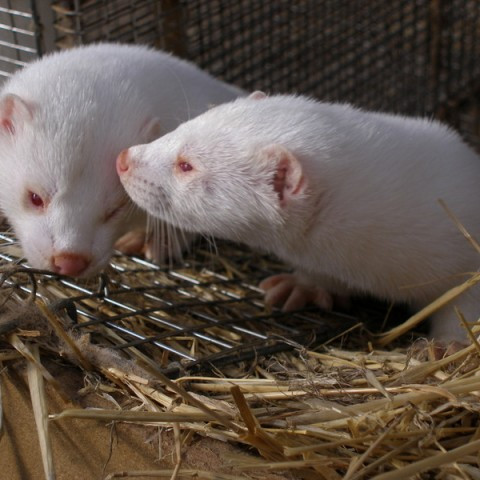 Aðbúnaður á minkabúum