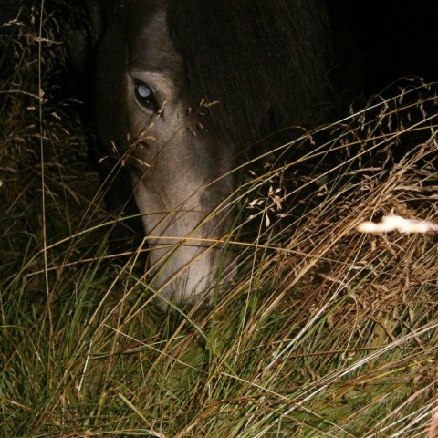 Kynbótasýning á Akureyri 15.-17. maí