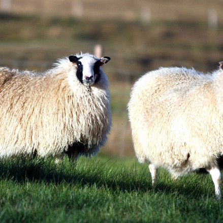 Prentun vorbóka og vinnsla kynbótamats