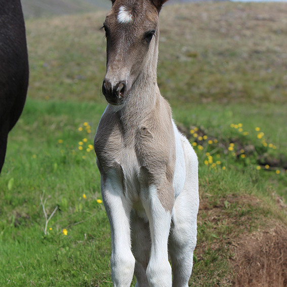 Síðsumarssýning kynbótahrossa Dalvík - hollaröð