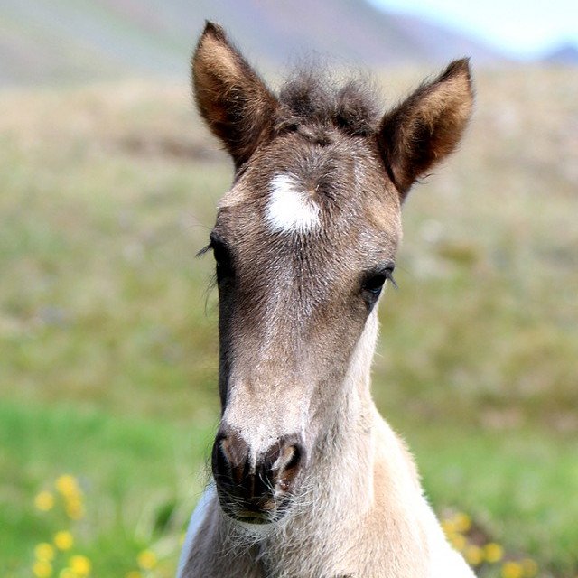 Miðsumarssýning á Brávöllum - hollaröð