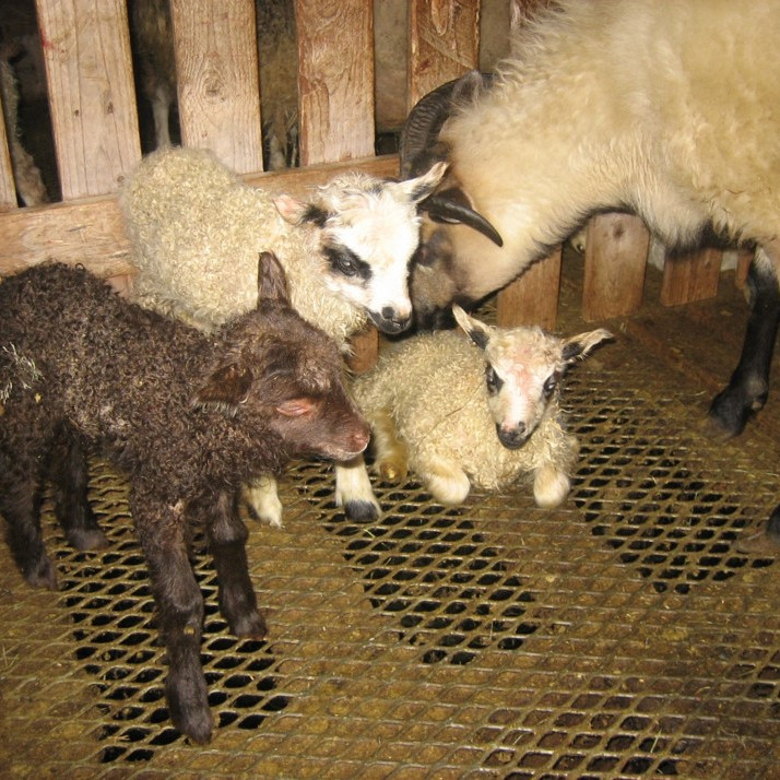 Niðurstöður sauðfjárskýrsluhaldsins árið 2017