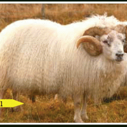 Hrútaverðlaun sauðfjársæðingastöðvanna 2016