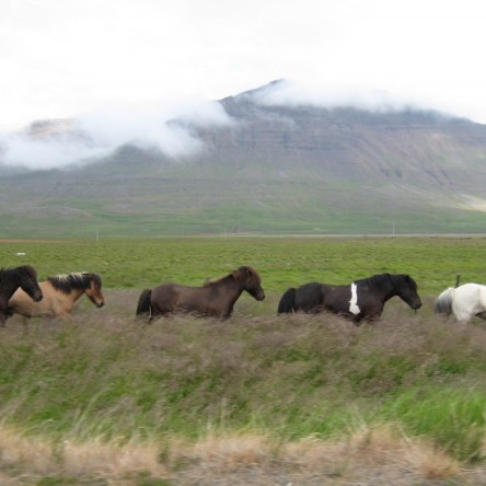 Örmerkinganámskeið