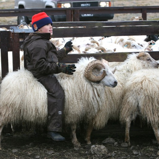 Listi yfir fjár- og stóðréttir haustið 2013
