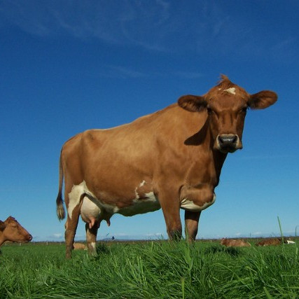 Nýir búvörusamningar taka gildi um áramót