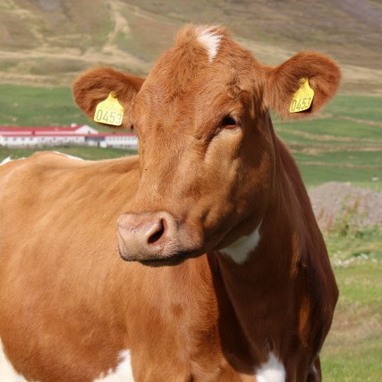 Tarfurinn kynbótapakki - nú er rétti tíminn að panta