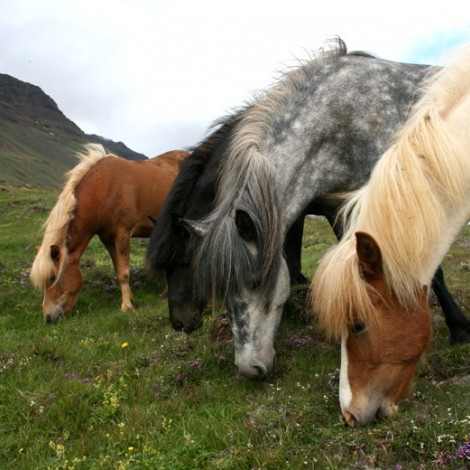 Kynbótasýningar á Hellu, Borgarfirði og Melgerðismelum.