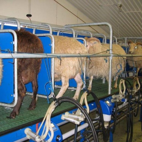 Mjólkurvörur úr sauðamjólk