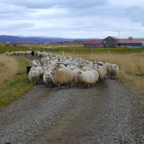 Dagatal ómskoðunar 2013