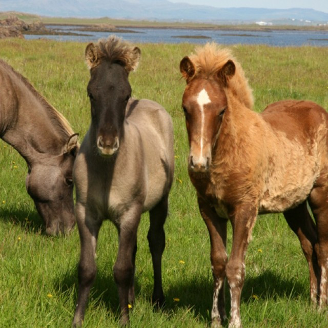 Einstaklingsmerkingar hrossa