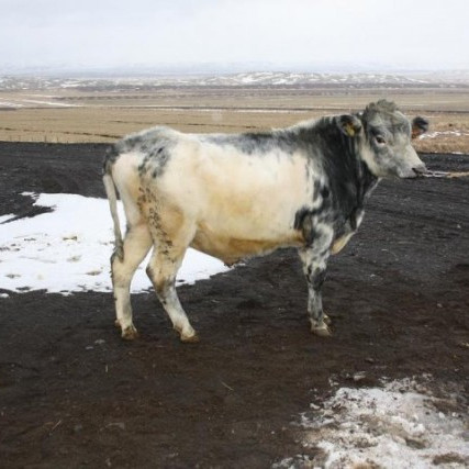 Niðurstöður úr skýrslum nautgriparæktarinnar í janúar 2016