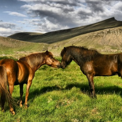 Innheimta í hrossarækt - reikningar í tölvupósti