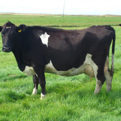 Niðurstöður afkvæmadóms nauta fæddra 2008