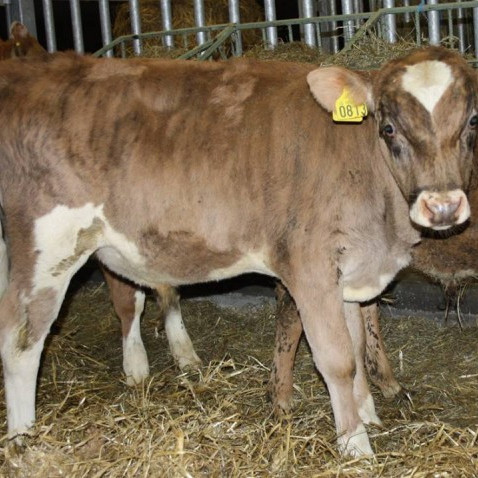 Spakur frá Reykjum á Skeiðum