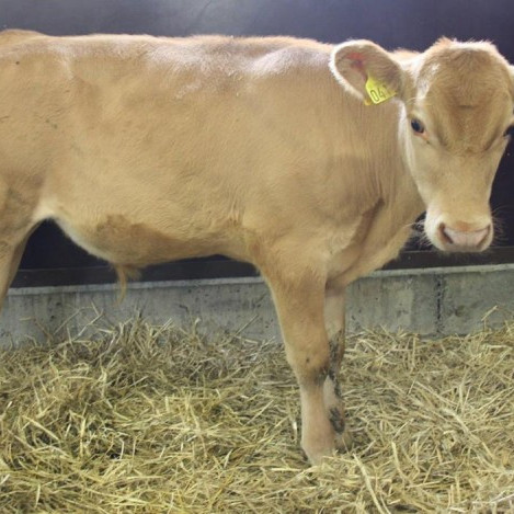 Svelgur frá Urðum í Svarfaðardal, á Nautastöðinni