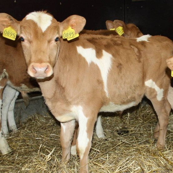 Tankur frá Hurðarbaki - mynd frá Nautastöðinni