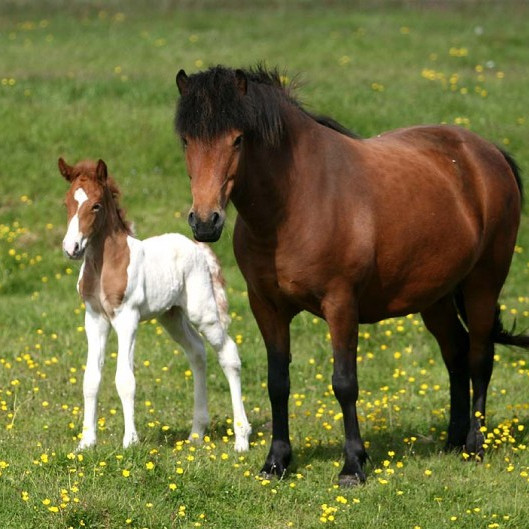 Kynbótasýning á Melgerðismelum 3.-6. júní
