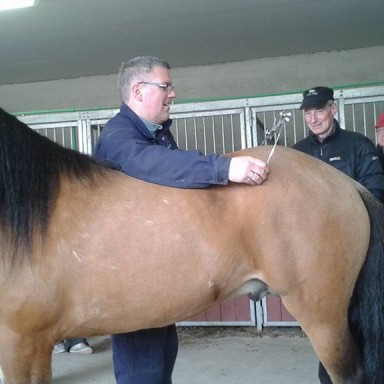 Hollaröðun á síðsumarssýningu á Melgerðismelum 17.-19. ágúst