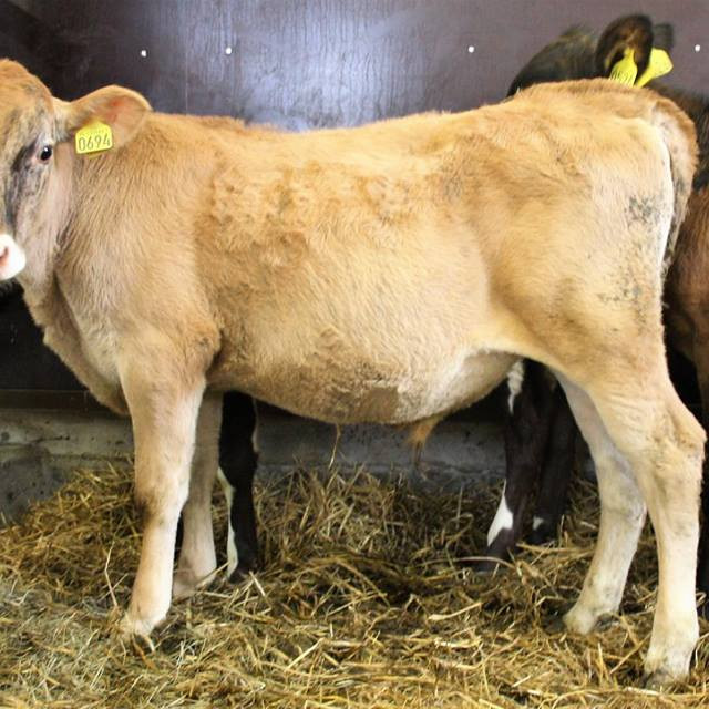 Þróttur frá Ósi í Hvalfjarðarsveit