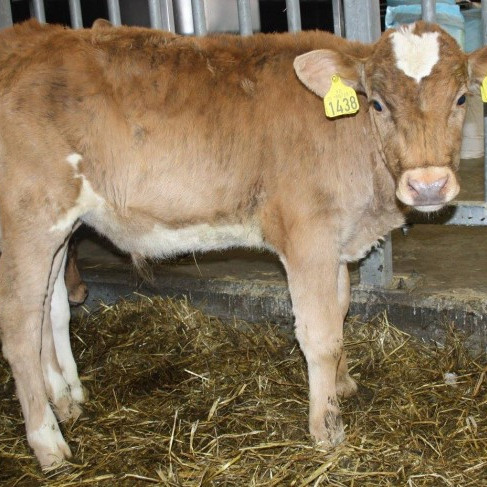 Tjaldur frá Birtingaholti 4