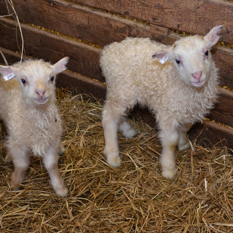 Áhugaverðar greinar í Icelandic Agricultural Science