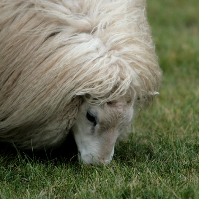 Skráning á ull í gegnum Bændatorgið