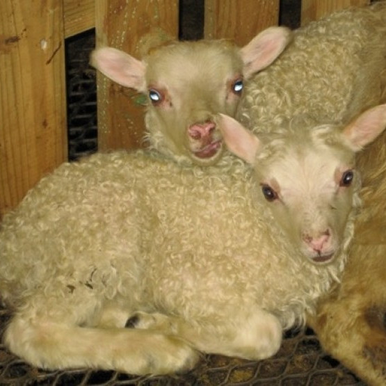 Afkvæmarannsóknir á hrútum haustið 2014