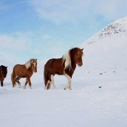 Breyting á sýningaröð kynbótasýninga 2014