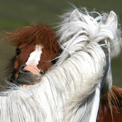 Fyrirhuguð kynbótasýning hrossa á Sauðárkróki 24.-25.apríl fellur niður