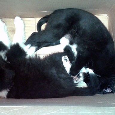 Rólegt að gera í vinnunni hjá þessum