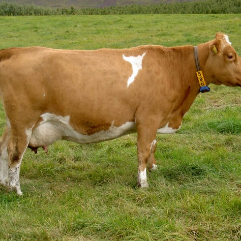 Framleiðsluaukning síðasta árs borin uppi af fjölgun kúa