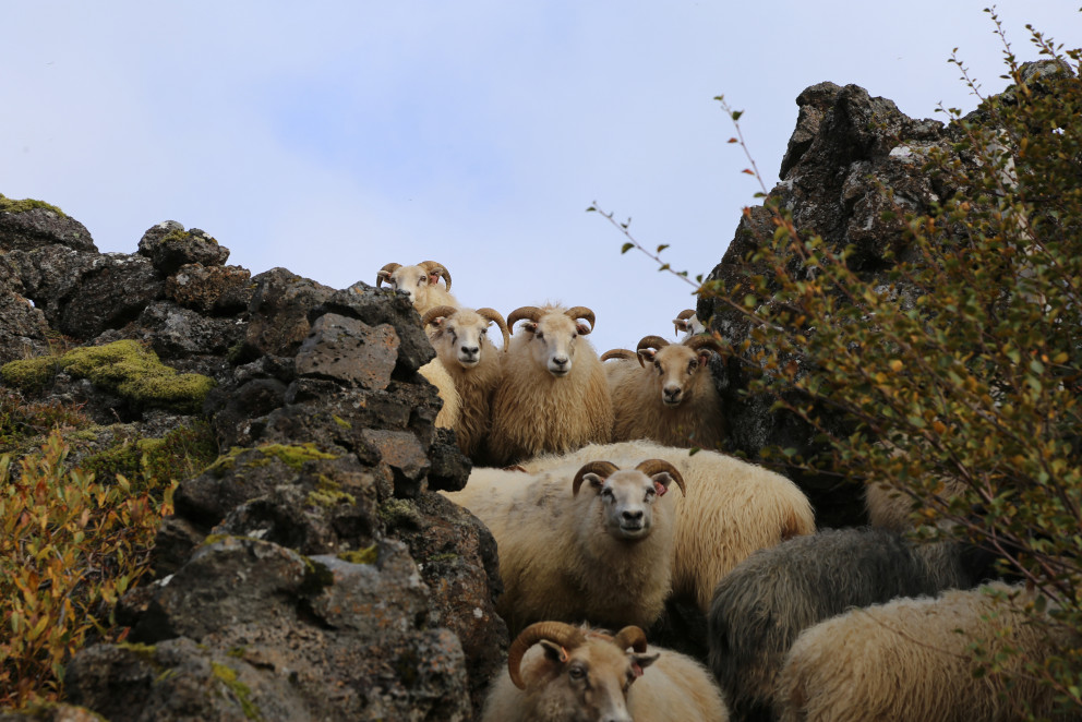 Sauðfjárbændur athugið