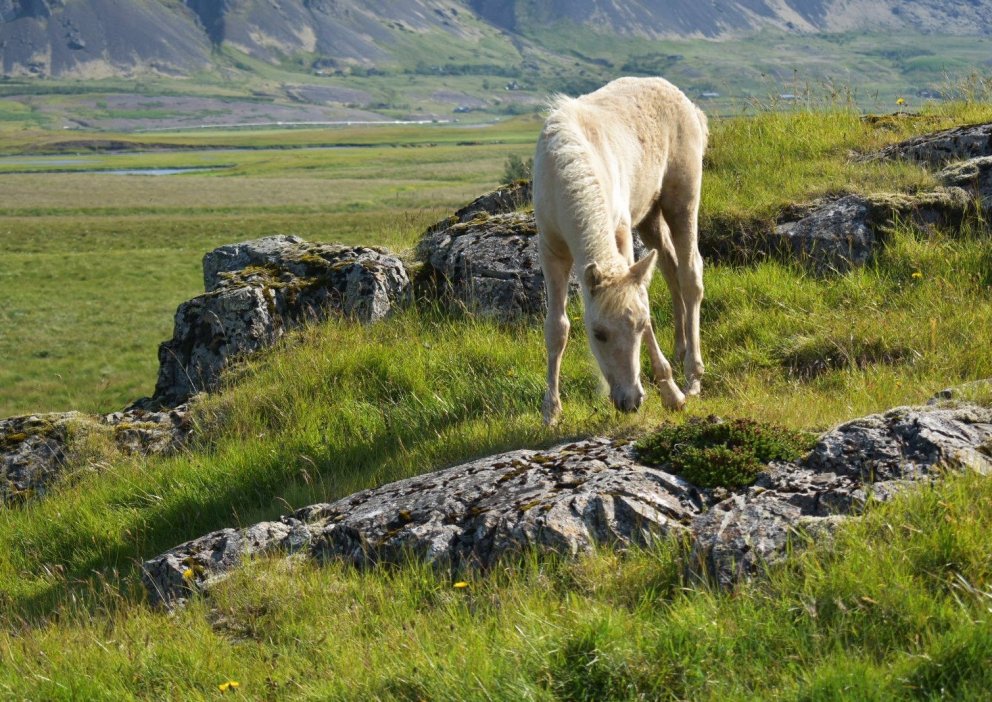 Skráningar á síðsumarssýningar