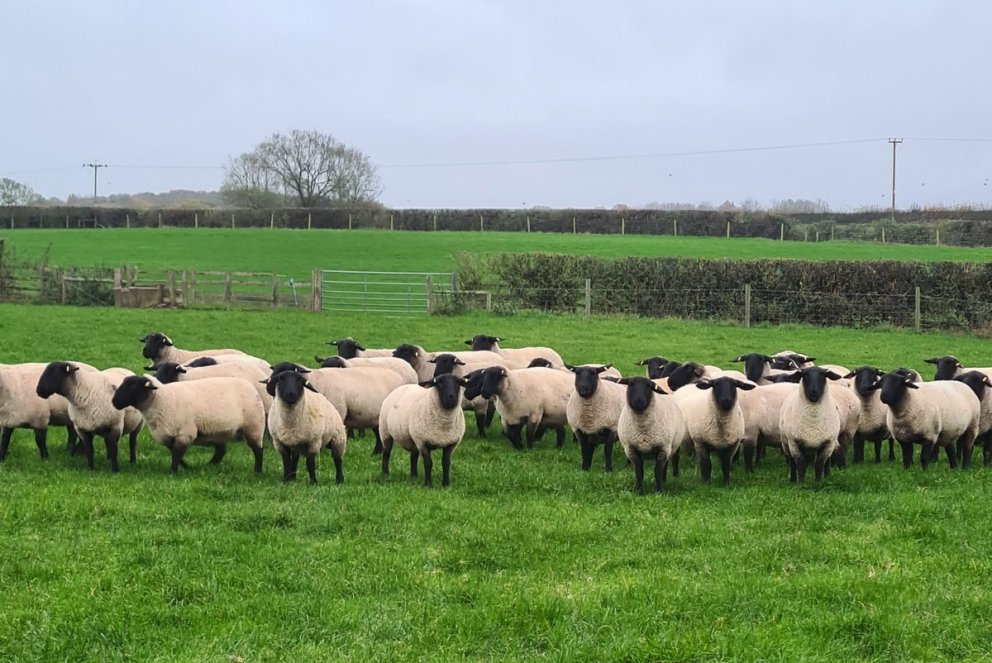 Ræktunarær af Suffolk kyni á búi Matt Harding. Mynd: Guðfinna Harpa.