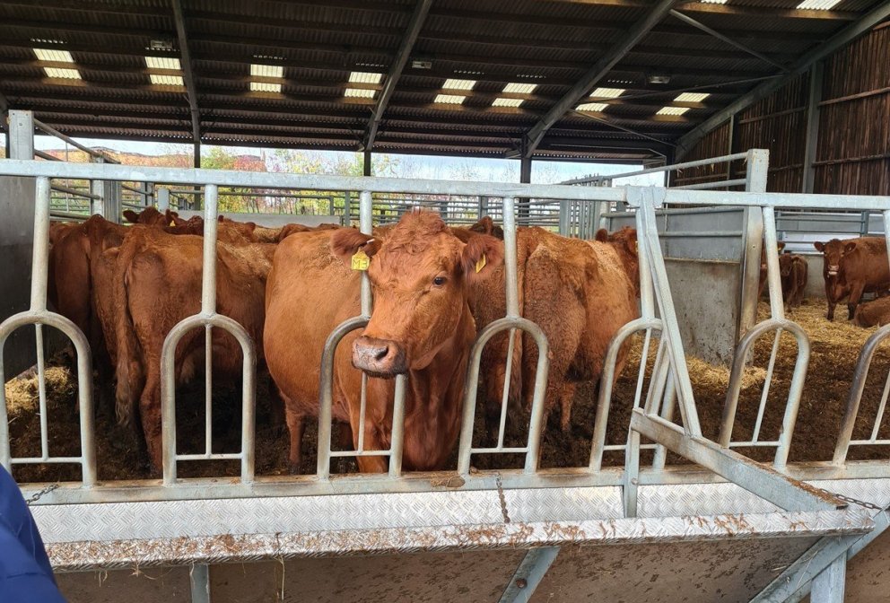 Stabiliser Beef kýr. Mynd: Guðfinna Harpa