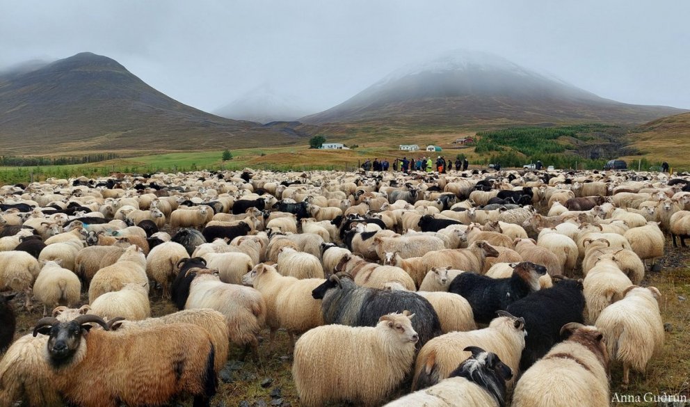 Lambadómar haustið 2024