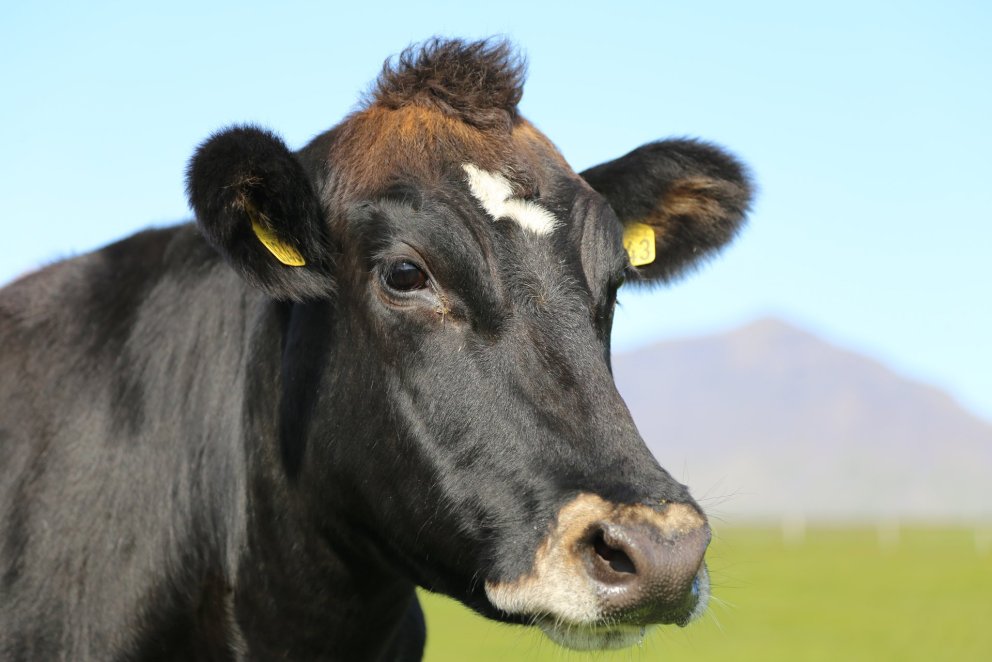 Mynd:  Halla Eygló Sveinsdóttir