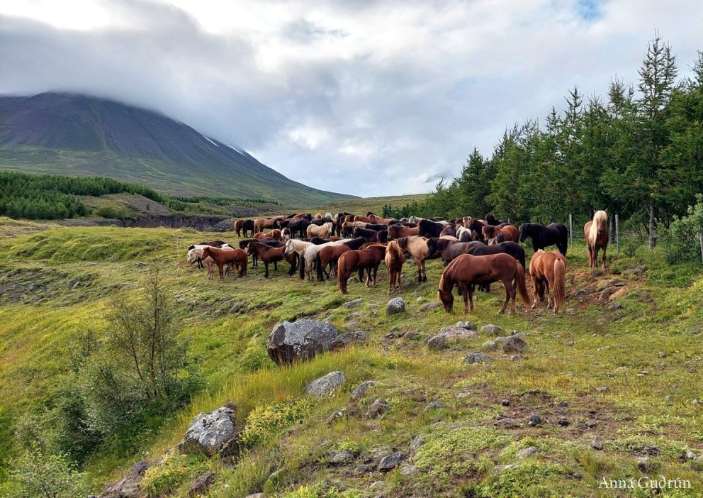Skráningar á síðsumarssýningar