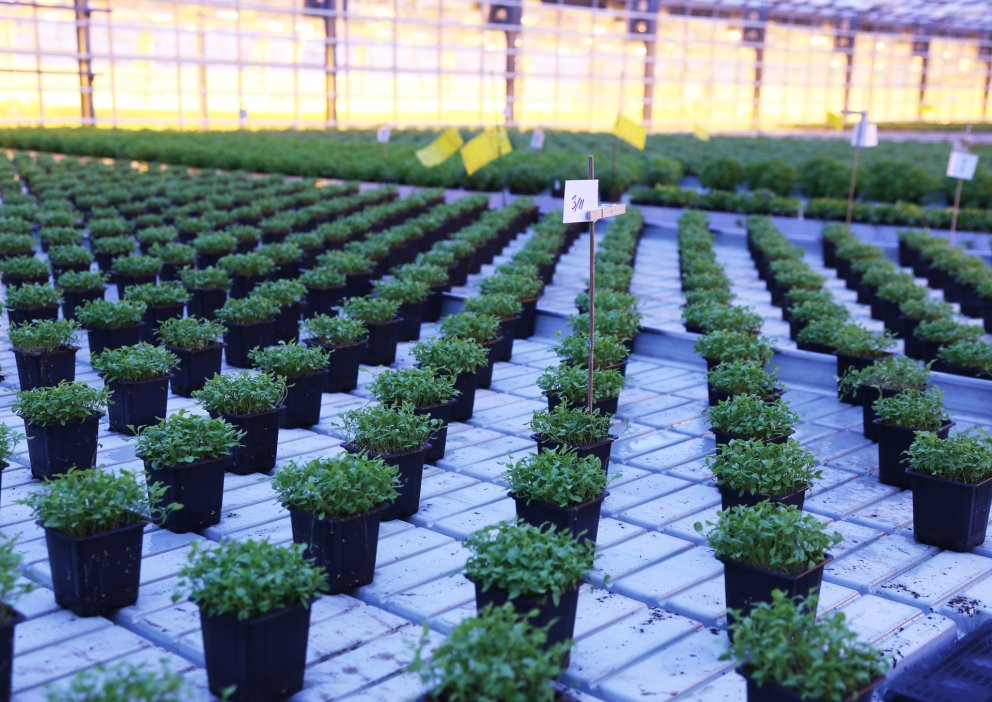 Rekstrargreining garðyrkju